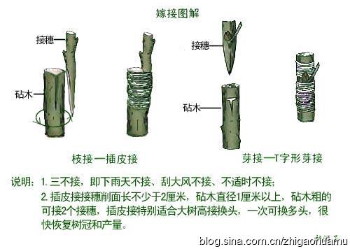 接穗的直径大小,及嫁接方式,枝接又可分为切接,腹接,插皮接,靠接等
